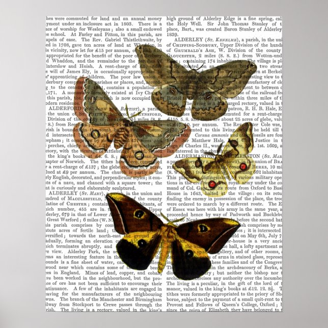 Poster Papillon Planche 4 (Devant)