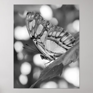 Poster Papillon Posé Dans La Nature Noire Et Blanche