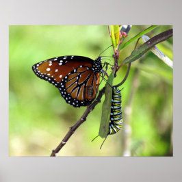 Poster Papillon Queen et chenille Monarque