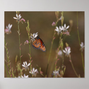 Poster Papillon royal et algue