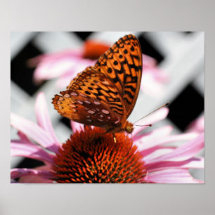 Poster Papillon sur coneflower 2