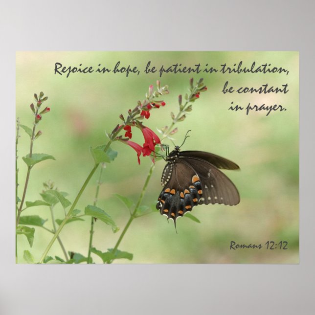 Poster Papillon sur Fleur sauvage, Verse Romans 12:12 (Devant)