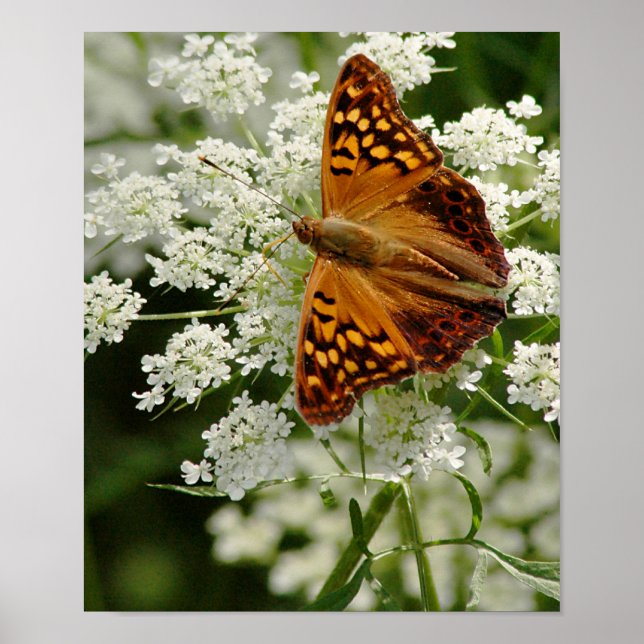 Poster Papillon sur la dentelle de la reine Anne (Devant)