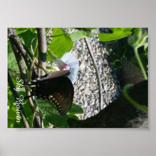 Poster papillon sur la gloire matinale