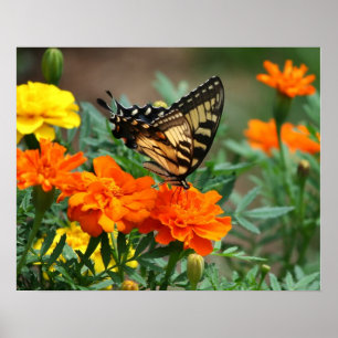 Poster Papillon sur l'affiche des fleurs orange et jaune