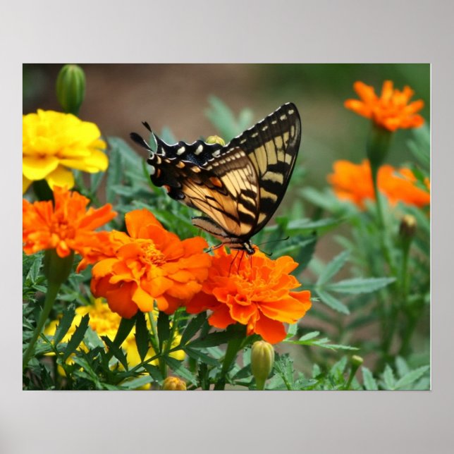 Poster Papillon sur l'affiche des fleurs orange et jaune (Devant)