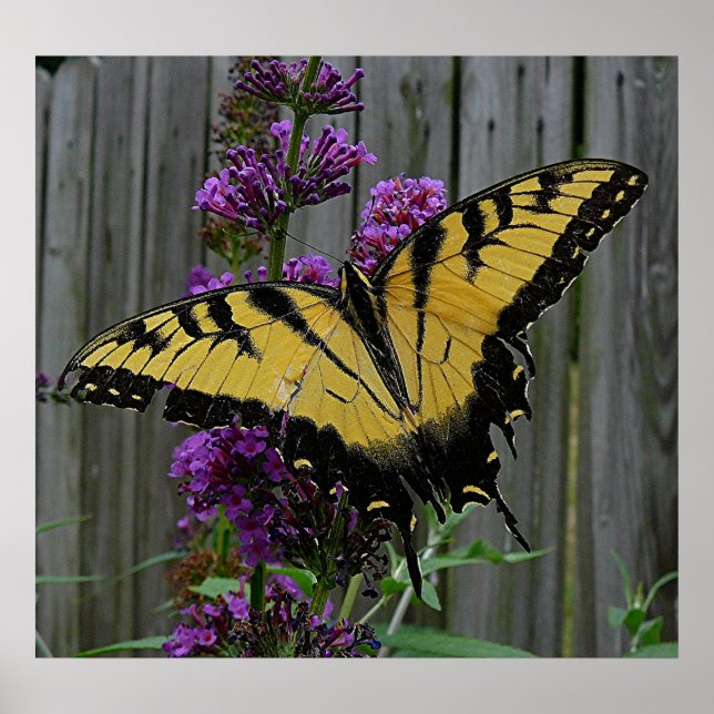 Poster Papillon Swallowtail (Devant)