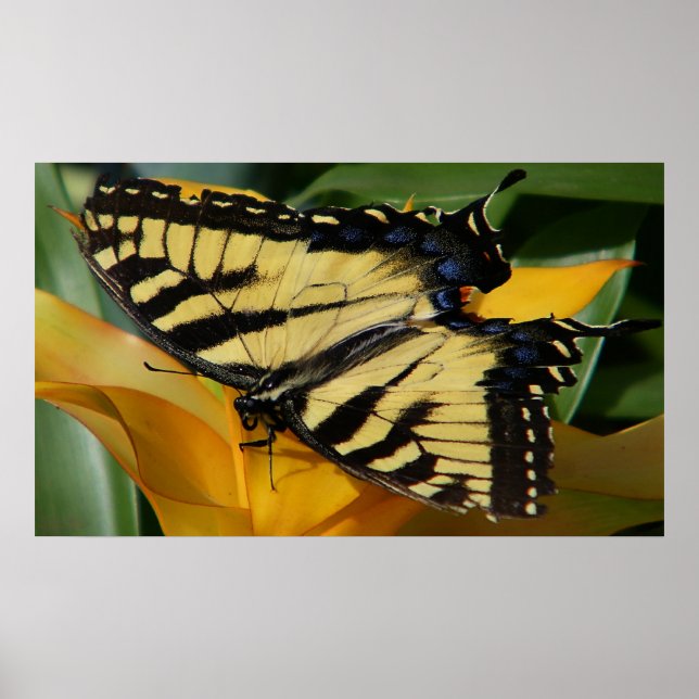 Poster Papillon Swallowtail (Devant)