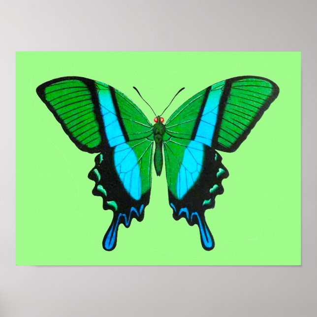 Poster Papillon Swallowtail en vert, turquoise et noir (Devant)