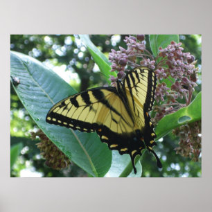 Poster Papillon Swallowtail I sur Milkweed à Shenandoah