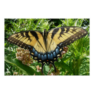 Poster Papillon Swallowtail II à Shenandoah