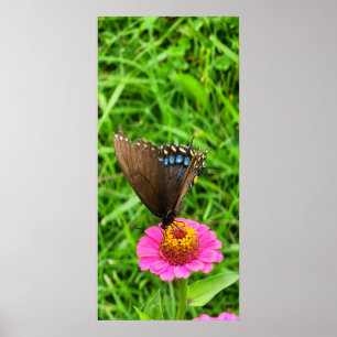 Poster Papillon swallowtail noir sur une fleur rose