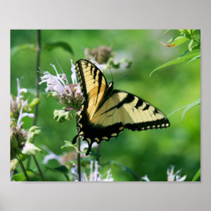 Poster Papillon swallowtail sur la monarde