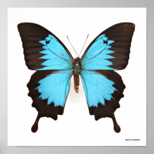 Poster Papillon Ulysse