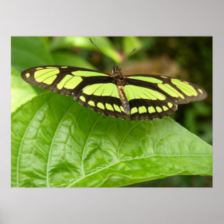 Poster papillon vert