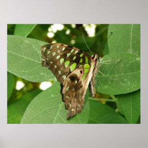 Poster Papillon vert Iridescente tropicale