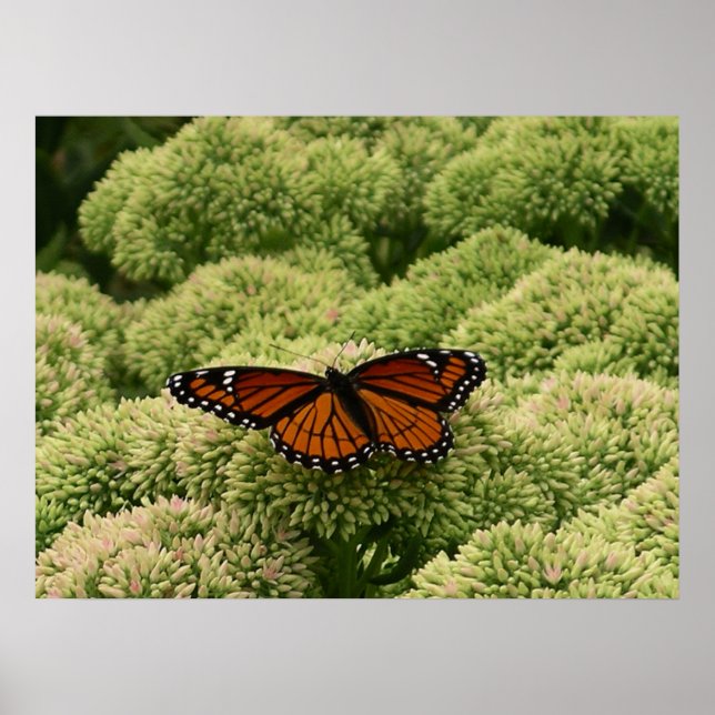 Poster Papillon Viceroy Belle photographie de la nature (Devant)