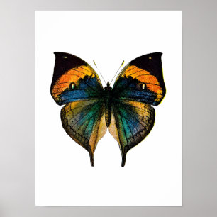 Poster Papillon vintage - 1800's papillon antique Litho