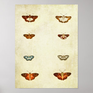 Poster Papillon vintage 300