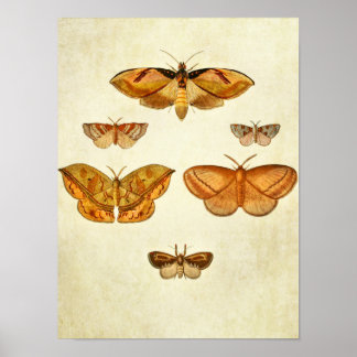 Poster Papillon vintage 305
