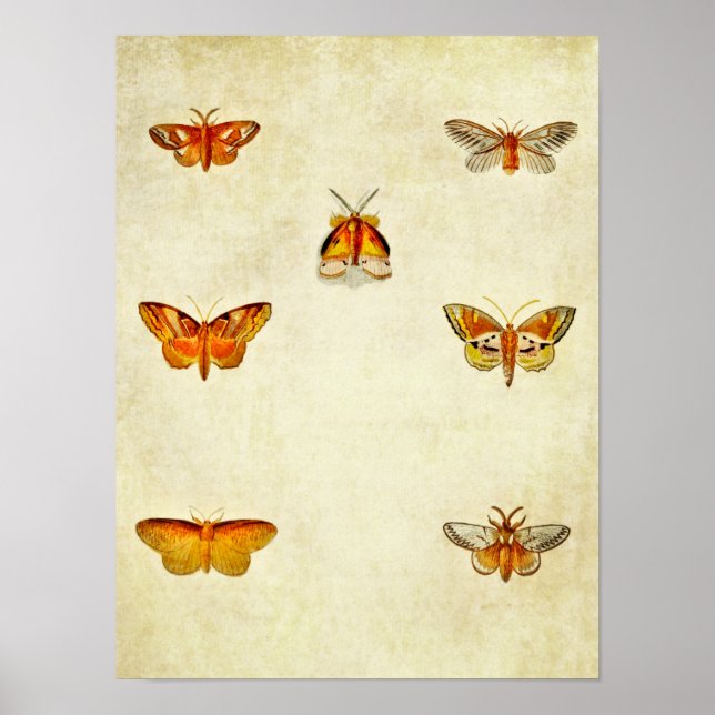 Poster Papillon vintage 306 (Devant)