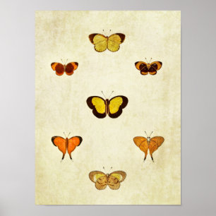 Poster Papillon vintage 331