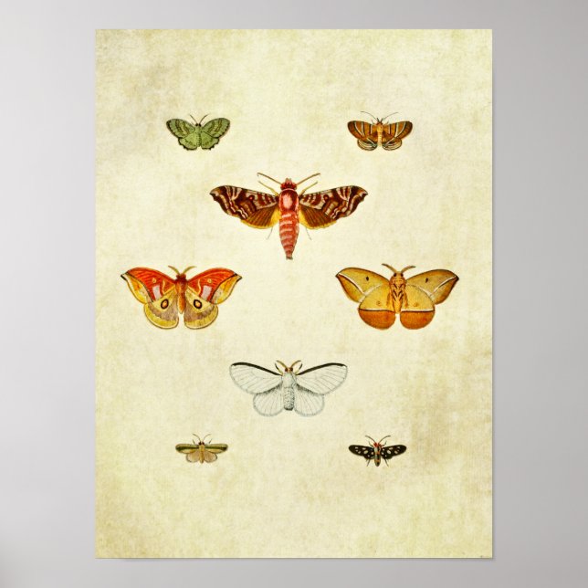 Poster Papillon vintage 355 (Devant)