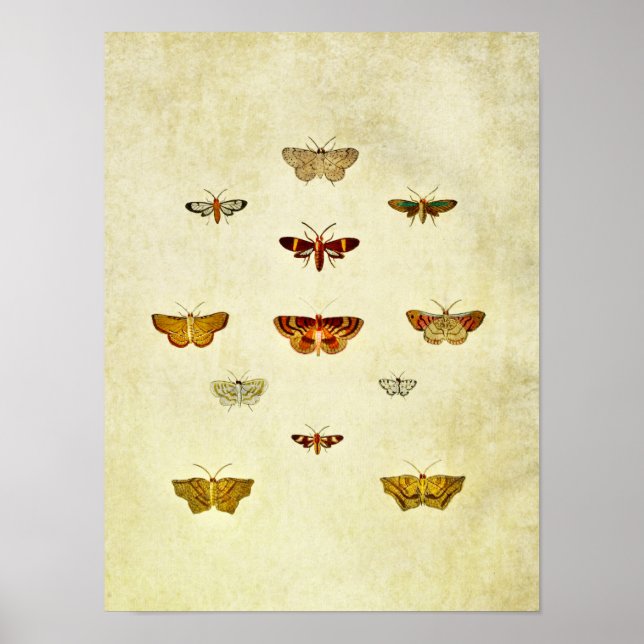 Poster Papillon vintage 357 (Devant)