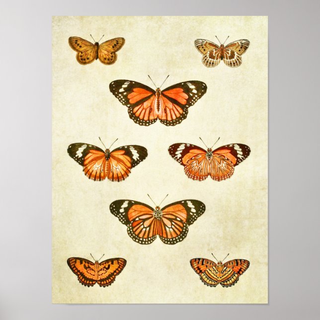 Poster Papillon vintage 375 (Devant)