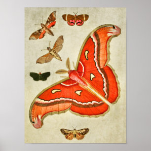 Poster Papillon vintage 381