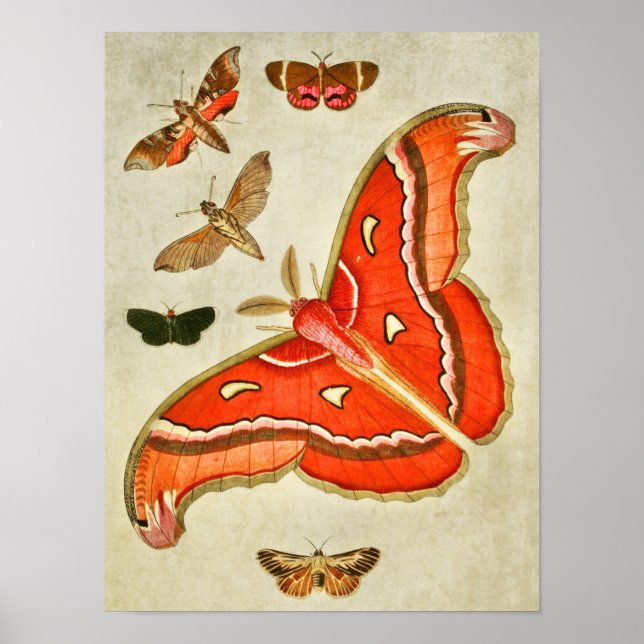 Poster Papillon vintage 381 (Devant)