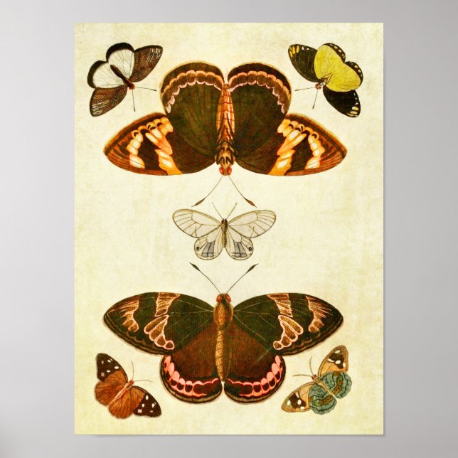 Poster Papillon vintage 387 (Devant)