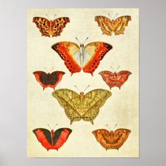 Poster Papillon vintage 388