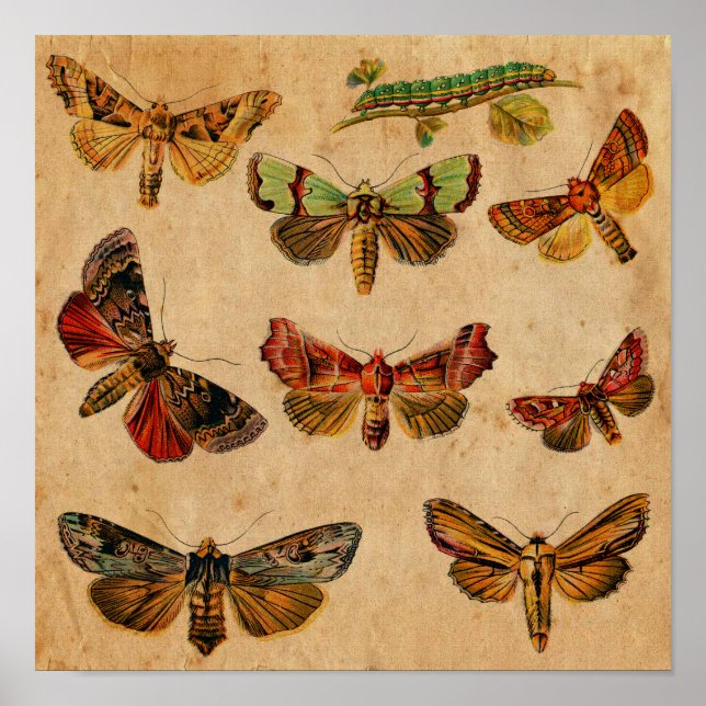 Poster Papillon vintage & Caterpillar Antique (Devant)