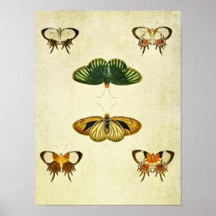 Poster Papillon vintage imprimé 244