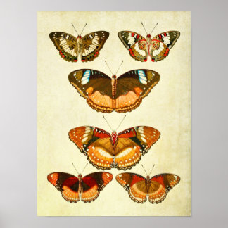 Poster Papillon vintage imprimé 255