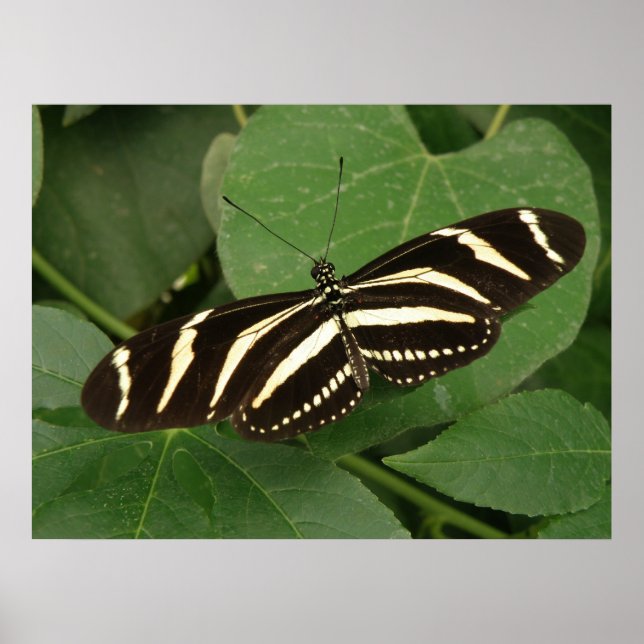 Poster Papillon Zebra Longwing (Devant)