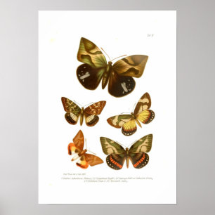 Poster Papillons