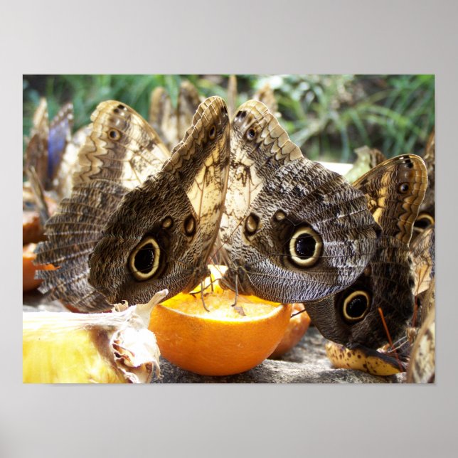 POSTER PAPILLONS (Devant)