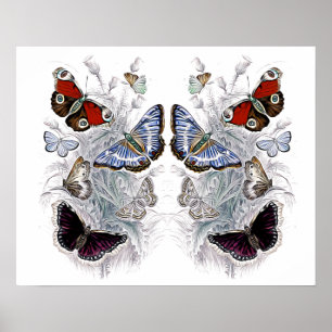 Poster papillons