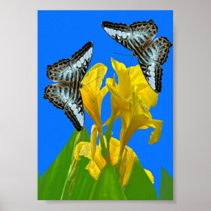 Poster Papillons à clipper bleu malaisien sur l'affiche c