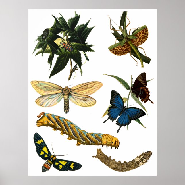 Poster Papillons Beetle Bugs Insectes Collage Art (Devant)