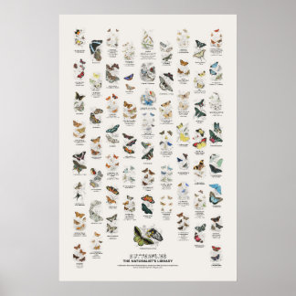Poster Papillons - Bibliothèque du naturaliste