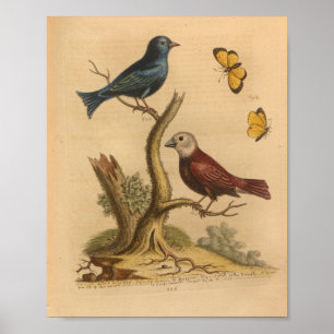 Poster Papillons bleu vintage Bird Imprimer