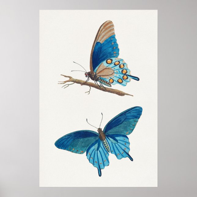 Poster Papillons bleus (Devant)