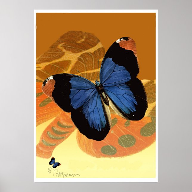 Poster Papillons bleus caspiens sur ailes crème orange (Devant)