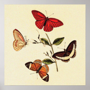 Poster Papillons britanniques vintages