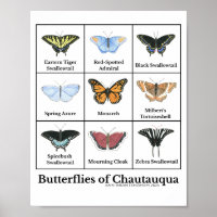 Papillons de Chautauqua