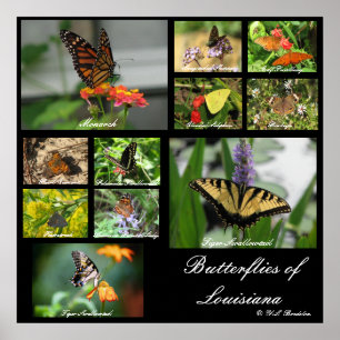 Poster Papillons de Louisiane