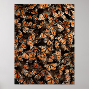 Poster Papillons de monarque